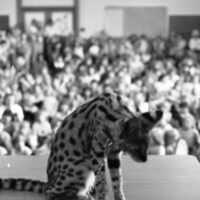 1985 Ackerman Elementary School, Safari 07