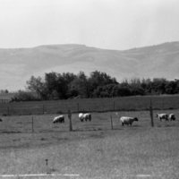 1982 Grande Ronde Valley, Farms 10