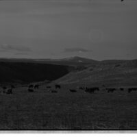 1989 Livestock, Cattle 01