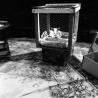 1974 Theatre, Rabbit 07
