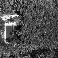 1976 Campus Ivy
