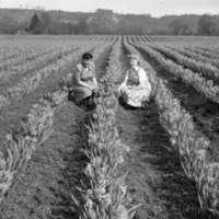 Farm, Daffodils 8