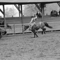 1986 Springfest, Rodeo Bronco Riding 05