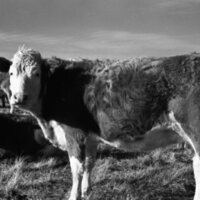 1978 OSU Union Experimental Field Station, Livestock 06
