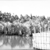 Binmaley, Fish Trap 5