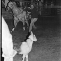 1991 Rodeo, Roping Practice 07