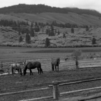 1986 Livestock, Horses 02