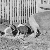 Reuter, Pigs 2