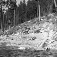Wallowa Lake, Elk 1
