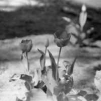 1985 Tulips