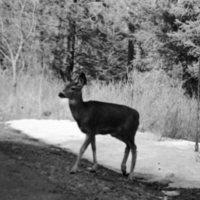 1988 Deer