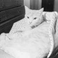 1982 Cat 01
