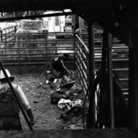 1981 Rodeo, Cowboys 08