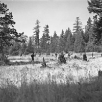 A heavily wooded area.  Multiple soldiers can be seen walking among the trees.