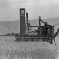 Island City, Wheat Combining 3