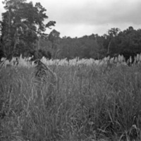 Kunai Grass 6