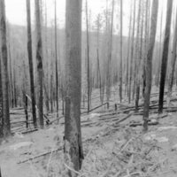 1987 Field Trip, Forest 14