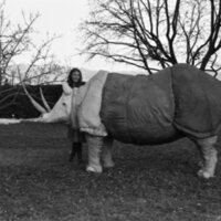 1977 Sculpture, Rhino 04