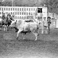 1978 Rodeo, Bull Riding 01