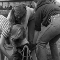 1981 Rodeo, Calf Dressing 06