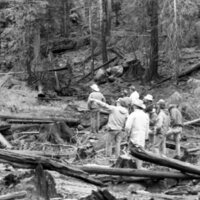 1987 Field Trip, Forest 22