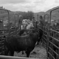 1984 Rodeo, Bulls