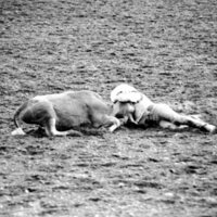 1978 Rodeo, Bulldogging 05