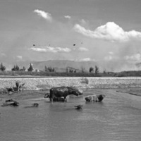 Mindoro, Carabao