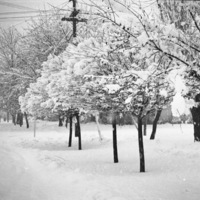 Snow Covered Trees