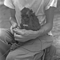 A monkey, named Jocko, sitting a squatting man's lap.  The monkey his holding some food.