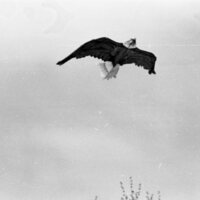 1985 Spring Festival, Kite Flying 04