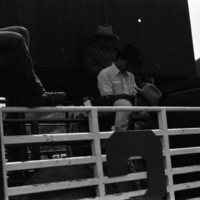 1981 Rodeo, Cowboys in Chute 19