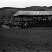 1981 Rodeo, Bulldogging 01
