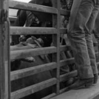 1981 Rodeo, Cowboys in Chute 08