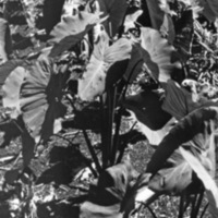 Finchhaffen Taro Plants