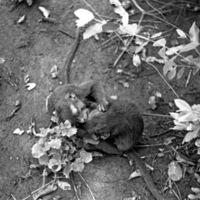 A monkey, named Jocko, laying on the ground wrestling or playing with another monkey.
