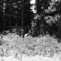 1981 Wallowa Mt. Field Station 27