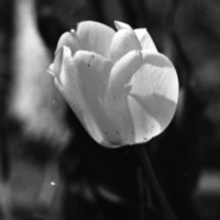 1978 Flower, Tulip