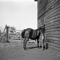 Union, Horses 2