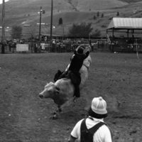 1981 Rodeo, Bull Riding 07