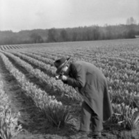 Farm, Daffodils 9