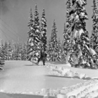 Mt. Rainier, Snow Hike 2