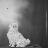Portrait - Dog