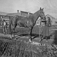 La Grande, Horse at Intersection