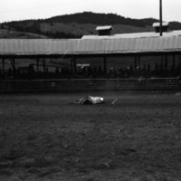 1981 Rodeo, Bulldogging 07