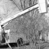 1988 Employee, Tree Trimming 10