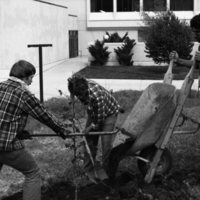 1981 Campus Tree Plantings 13