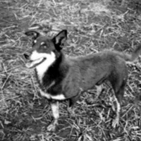 Dog 2