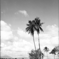 Palm Trees Support Phone Lines