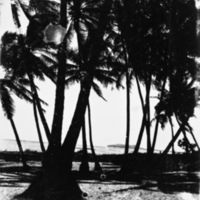 Art, Palm Trees